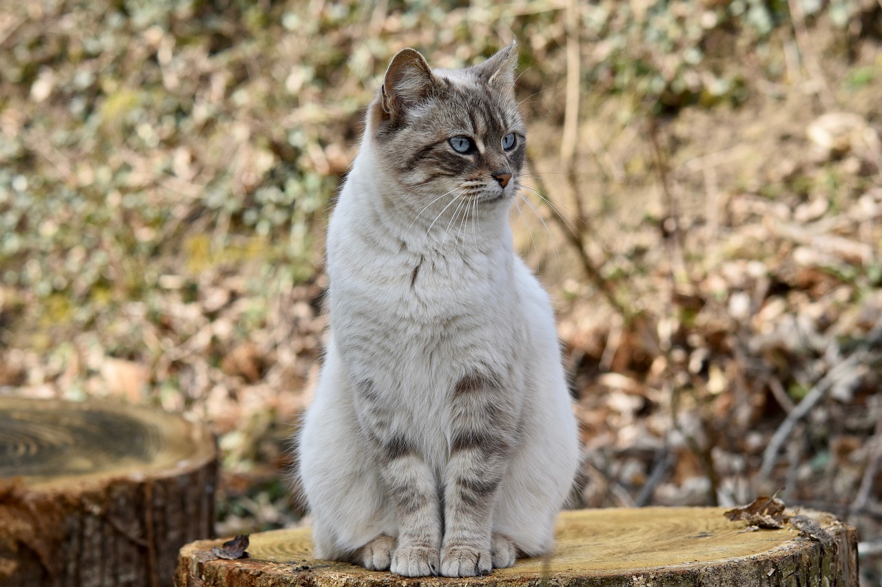 cat-4246491_1280